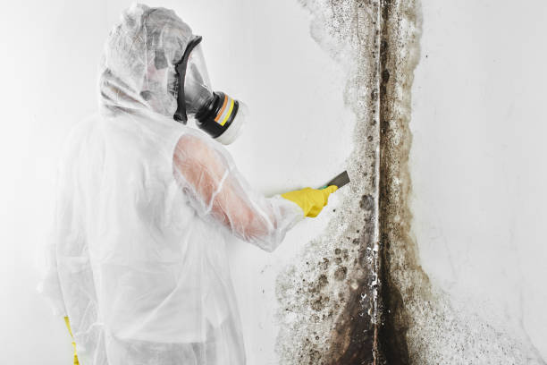 Best Mold Testing and Inspection Services in Fairview Ferndale, PA